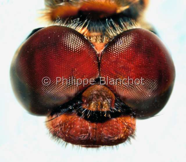 Sympetrum sanguineum.JPG - Sympetrum sanguineum (Portrait)Sympétrum sanguinRuddy darterOdonataAnisopteraLibellulidaeFrance